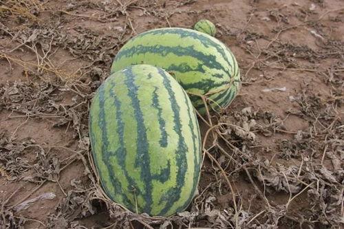 小寂吃瓜,揭秘娱乐圈那些不为人知的幕后故事