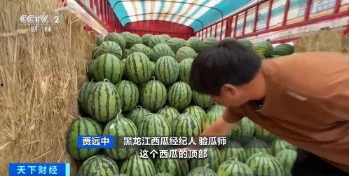 吃瓜群2942911,一场全民参与的娱乐盛宴