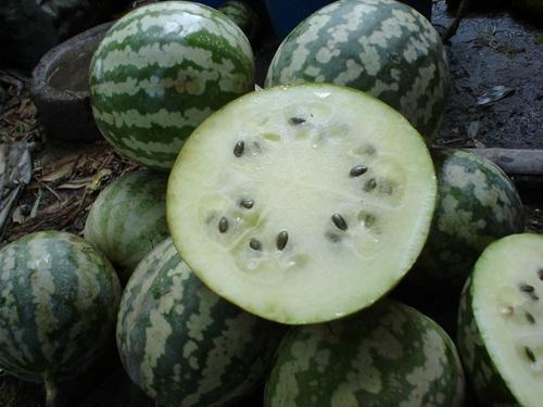 瓜咋吃,瓜咋吃的多样美味之旅