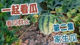 梦见买很大瓜吃,揭秘买大瓜吃的神秘寓意